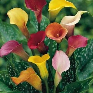 Meet your Posher, Marisol